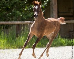 Pferd Marik (Vollblutaraber, 2015, von Al Marid ox)