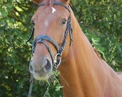 Zuchtstute Wonder Bibi (Schweizer Warmblut, 2003, von Weltmeyer)