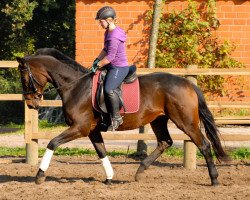 dressage horse First Edition (Oldenburg, 2010, from Flanagan)