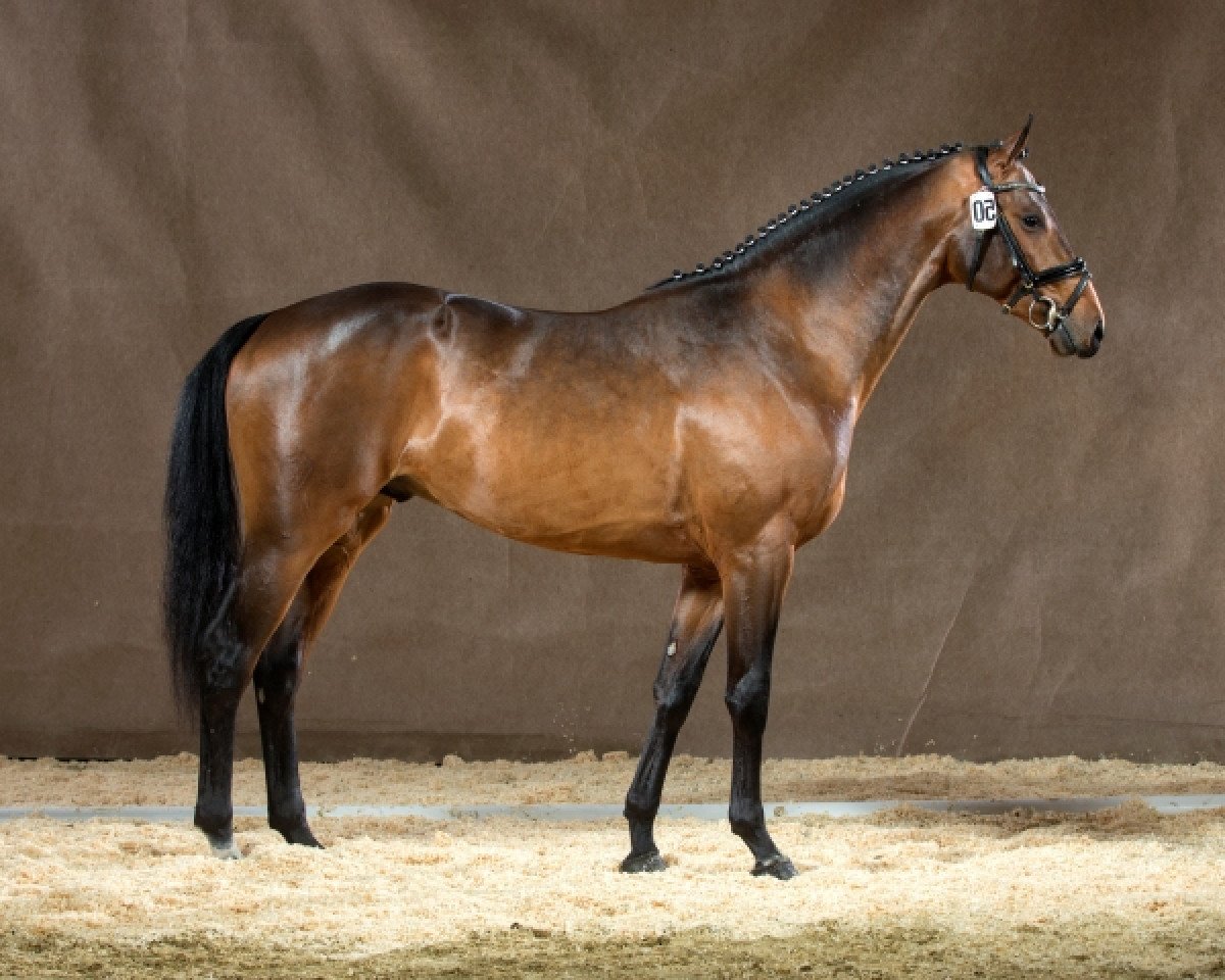 stallion Chaccos Crack (Westphalian, 2012, from Chaccos' Son)