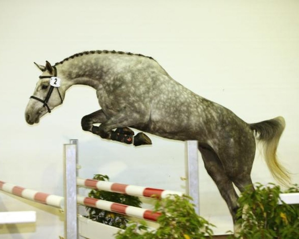 stallion Captain Sharky (Württemberger, 2010, from Cassico)