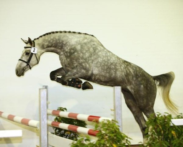 stallion Captain Sharky (Württemberger, 2010, from Cassico)