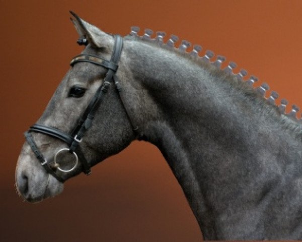 stallion C-star (Holsteiner, 2012, from Colman)