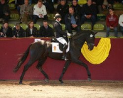 dressage horse Freeman GE (German Sport Horse, 2012, from Fürstenball)