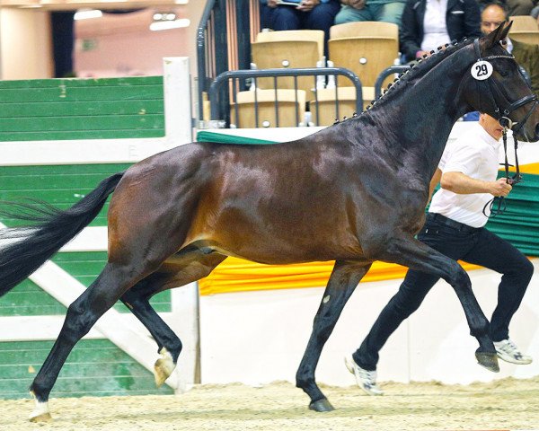stallion Sir Oliver (Trakehner, 2012, from Oliver Twist)