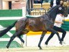 stallion Sir Oliver (Trakehner, 2012, from Oliver Twist)