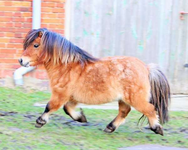 Deckhengst Schalenburgs Thank You (Shetland Pony (unter 87 cm), 2008, von Schalenburgs Twister)