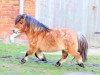 stallion Schalenburgs Thank You (Shetland pony (under 87 cm), 2008, from Schalenburgs Twister)