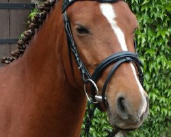 broodmare Kascada (German Riding Pony, 2012, from Notre Dame)