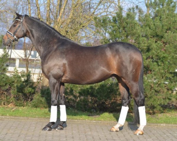 dressage horse Lumatico (Holsteiner, 2006, from Lucky Champ)