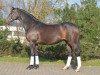 dressage horse Lumatico (Holsteiner, 2006, from Lucky Champ)