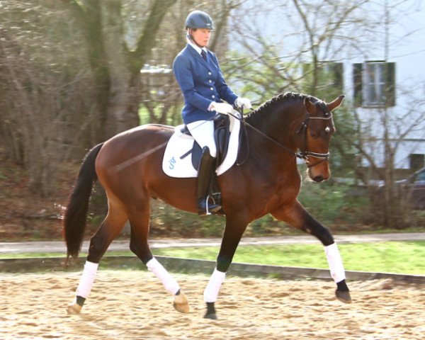 horse Bailando (Bavarian, 2012, from Boston)