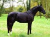 stallion Woodlander Summertime Blues (Hanoverian, 2012, from Spörcken)