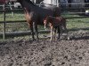 broodmare Speedy (Westphalian, 2016, from Symphonic)