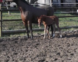 broodmare Speedy (Westphalian, 2016, from Symphonic)