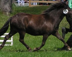 broodmare Rapunzel (Dt.Part-bred Shetland pony, 2002, from Freesena's Veneziano)