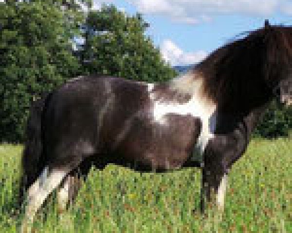 Deckhengst Freesena's Veneziano (Shetland Pony, 1997, von Viskan Silbersee)