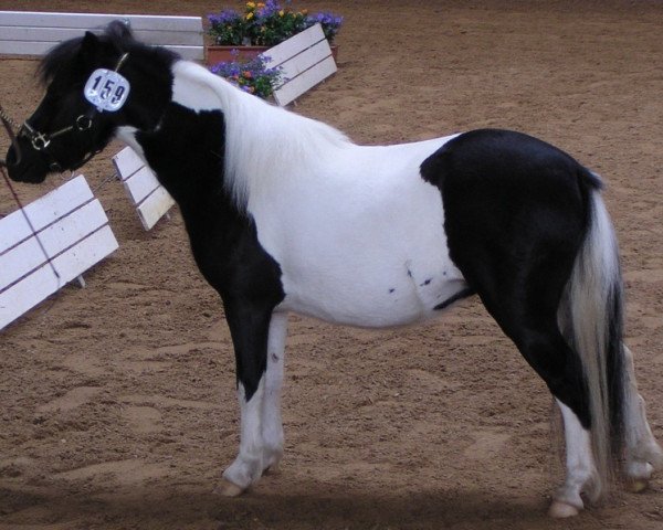 broodmare Beauty v.Buchberg (Shetland Pony, 2001, from Freesena's Veneziano)