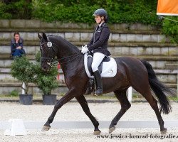 dressage horse Dottore (Oldenburg, 1998, from Donnerschwee)