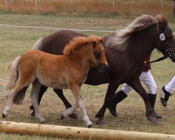 jumper Mariska (Shetland Pony, 2015, from Isidor PrH*)