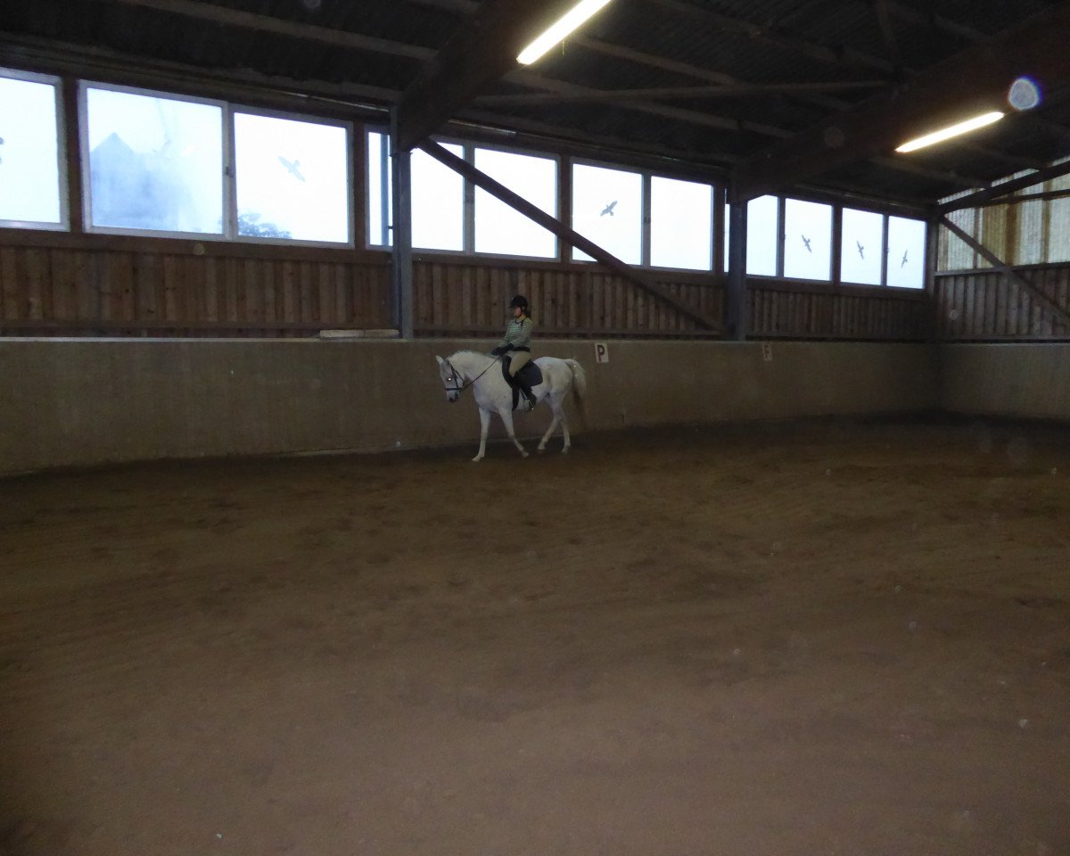 broodmare Morena (unknown, 2005, from Nitendo)
