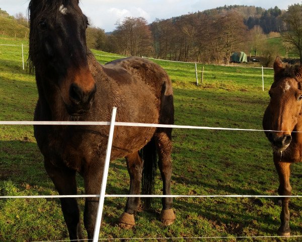 horse Lestat De Liancourt (Hessian Warmblood, 2001, from Latouro)