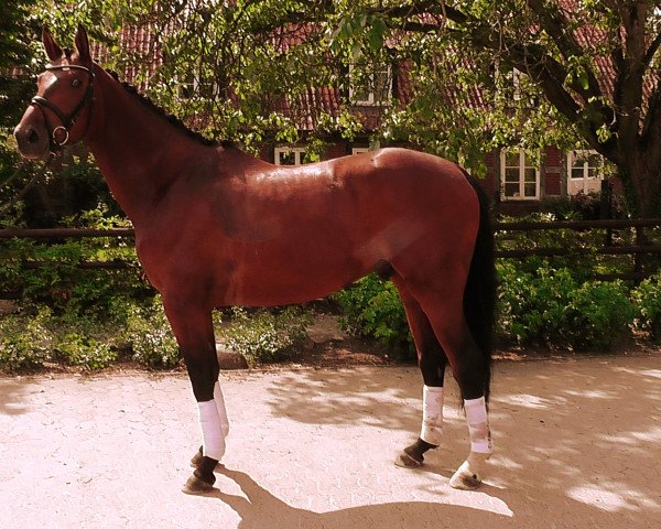 dressage horse Pendragon (Trakehner, 2009, from Krokant)