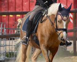 dressage horse Donatus v.N. (German Riding Pony, 2011, from Don Giovanni WS)