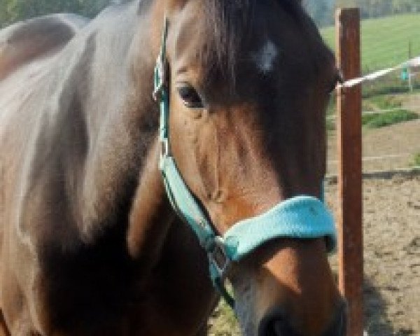 broodmare Cassia Grappa (Czech Warmblood, 2004, from Cassini II)