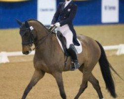 dressage horse Avesto van Weltevreden (KWPN (Royal Dutch Sporthorse), 2005, from Gribaldi)