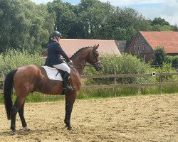 dressage horse Aconto 6 (Oldenburg, 2013, from Antango du Feuillard)