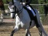 dressage horse Umeeko (KWPN (Royal Dutch Sporthorse), 2001, from Goodlord)