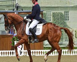 dressage horse Wanadoo (Hanoverian, 2001, from Wolkenstein II)