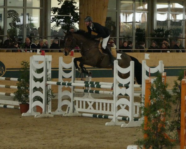 broodmare DD Zürich (Oldenburg show jumper, 2010, from Plot Blue)