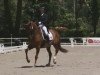 dressage horse Don Angelo (Westphalian, 2005, from Danone 4)