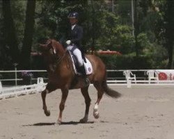 dressage horse Don Angelo (Westphalian, 2005, from Danone 4)