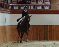 dressage horse Dimero (Hanoverian, 2002, from Dacaprio)