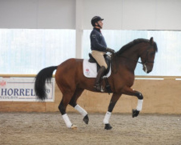 dressage horse Bubblingh (Royal Warmblood Studbook of the Netherlands (KWPN), 2006, from Lingh)