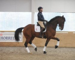 dressage horse Bubblingh (KWPN (Royal Dutch Sporthorse), 2006, from Lingh)