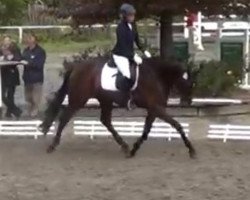 dressage horse Sonderbar (Westphalian, 2011, from San Amour I)