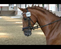 broodmare Dynamite 13 (Westphalian, 2005, from Dancing Dynamite)