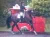 dressage horse Rotspon's Darling (Hanoverian, 2008, from Rotspon)