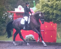 dressage horse Rotspon's Darling (Hanoverian, 2008, from Rotspon)