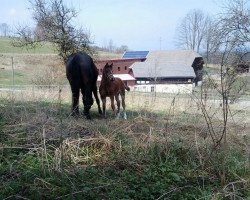 Pferd Euro Queen (Westfale, 1996, von Ehrenmarsch)