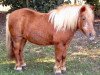 broodmare Wendy van Stal 't Hurkske (Shetland Pony, 1984, from Leopold v.d. Strengstraat)