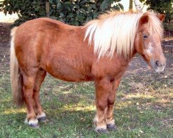 broodmare Wendy van Stal 't Hurkske (Shetland Pony, 1984, from Leopold v.d. Strengstraat)