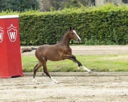 Springpferd Cc Top 4 (Westfale, 2015, von Pkz Contact van de Heffinck)