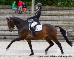 dressage horse Daylight 141 (Hanoverian, 2001, from Del Piero)