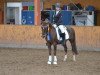 dressage horse Chamar (Nederlands Rijpaarden en Pony, 1993, from Condor ox)