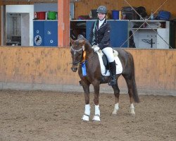 dressage horse Chamar (Nederlands Rijpaarden en Pony, 1993, from Condor ox)